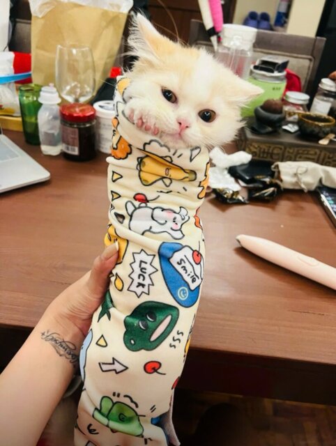 Whisker Care™ Calm Wrap – Stress-Free Cat Grooming & Nail Trims