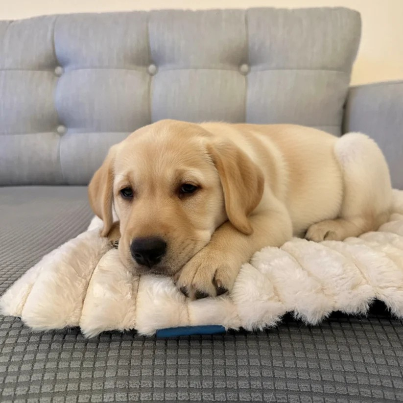 Whisker Care - Calmi Heat™  - Pet Comfort Pad