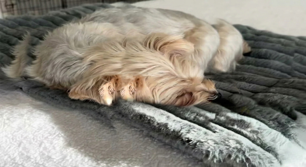 Whisker Care - Calmi Heat™  - Pet Comfort Pad